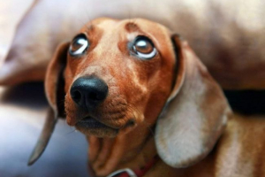 Такса врятував свого власника з лапських лап за ціною власного життя Такса врятував свого власника з лапських лап за ціною власного життя